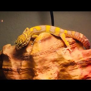 Meet your Posher, Cameron